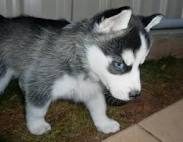 husky5